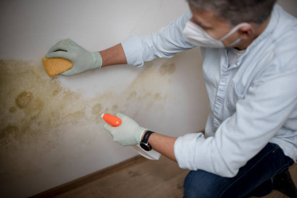 Best Same-Day Mold Removal  in West Lake Hills, TX