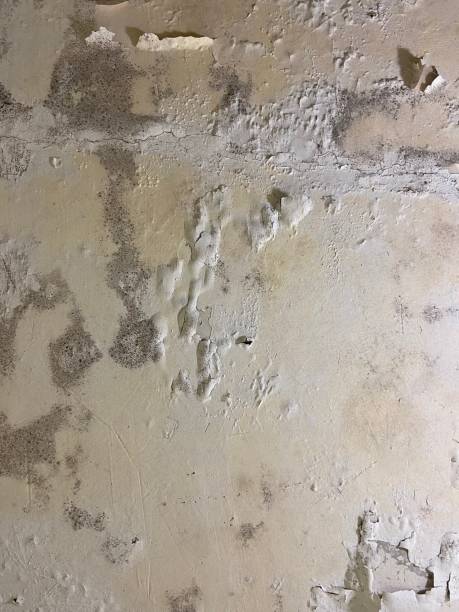 Best Fast Mold Removal  in West Lake Hills, TX