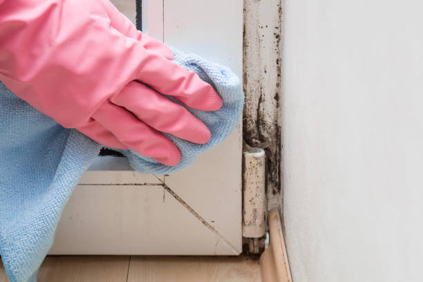 Best Attic Mold Removal  in West Lake Hills, TX